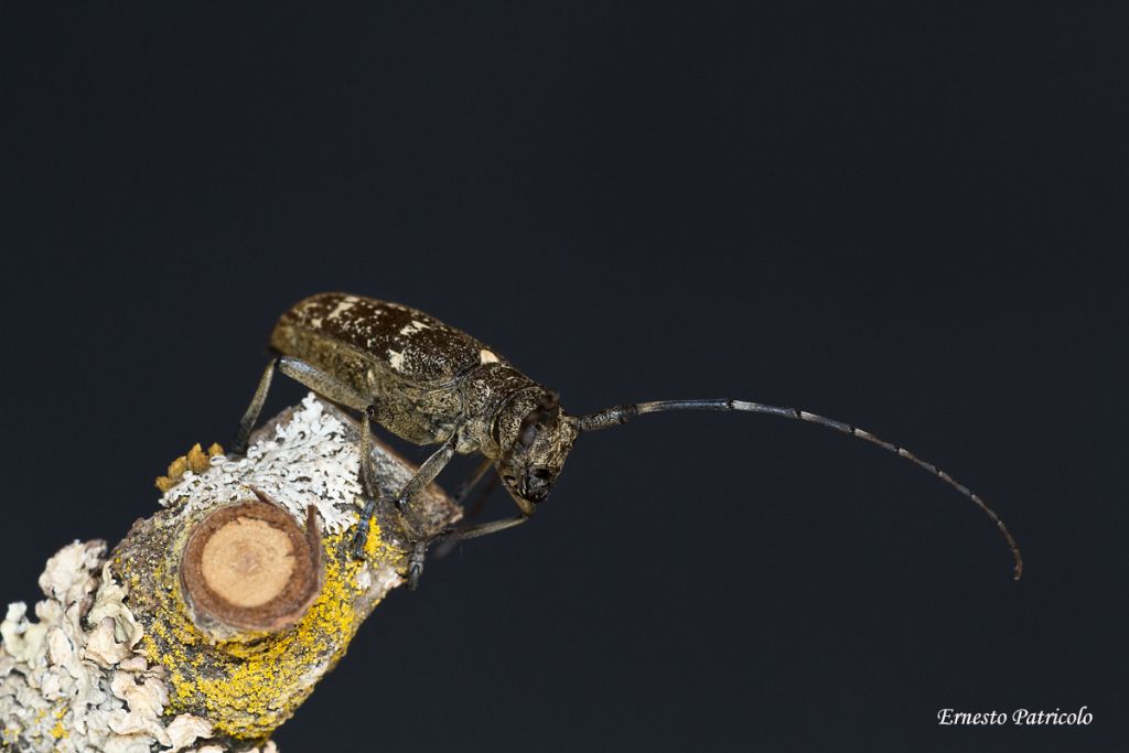 Cerambycidae: femmina di Monochamus sartor